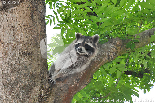 Image of Raccoon (Procyon lotor)