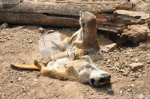 Image of Suricate (Suricata suricatta)