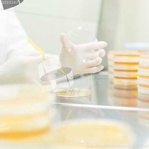 Image of Life science researcher grafting bacteria.