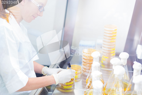 Image of Life science researcher grafting bacteria.