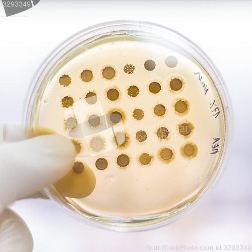 Image of Fungi grown on agar plate.