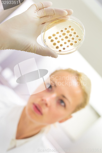 Image of Scientist observing petri dish.