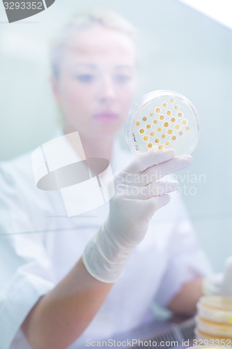 Image of Scientist observing petri dish.