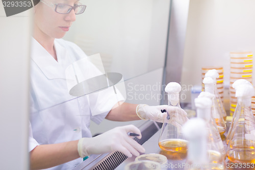 Image of Life science researcher grafting bacteria.