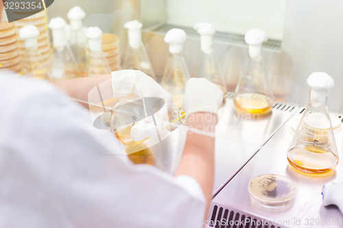 Image of Life science researcher grafting bacteria.