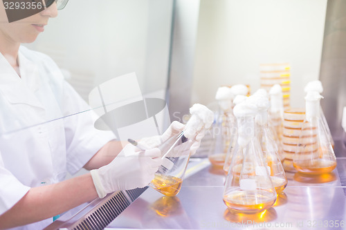 Image of Life science researcher grafting bacteria.