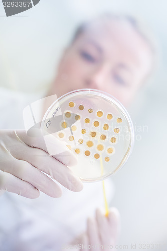 Image of Scientist observing petri dish.