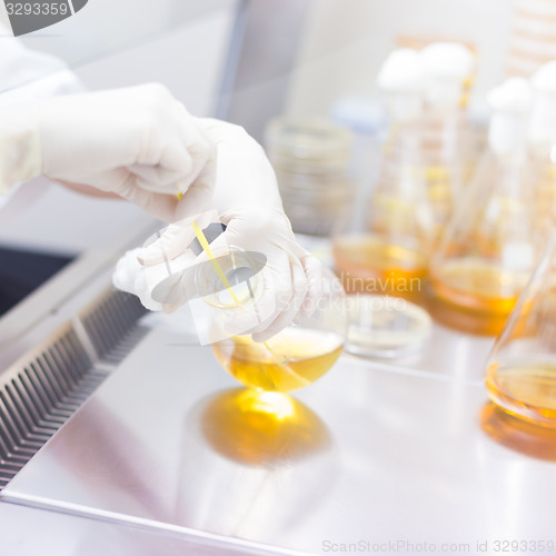 Image of Life science researcher grafting bacteria.