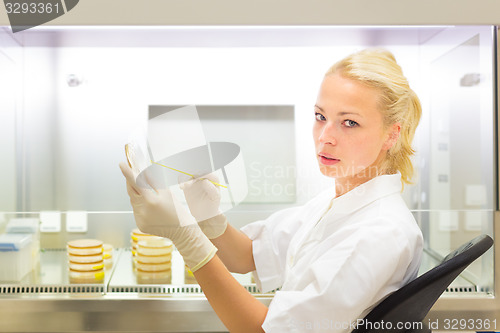 Image of Scientist observing petri dish.