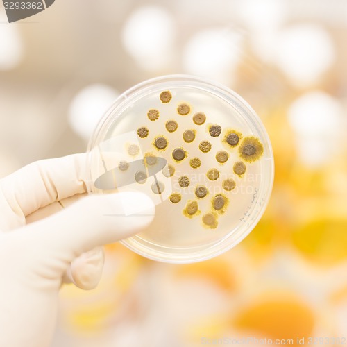 Image of Fungi grown on agar plate.