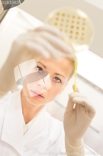 Image of Scientist observing petri dish.