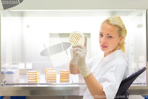 Image of Scientist observing petri dish.