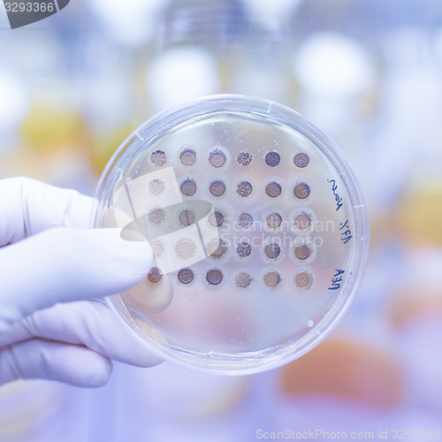 Image of Fungi grown on agar plate.