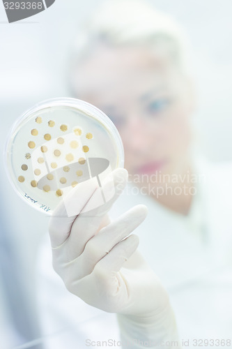 Image of Scientist observing petri dish.