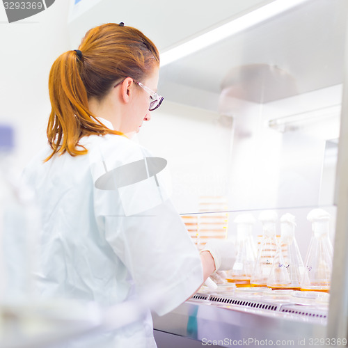 Image of Life science researcher grafting bacteria.