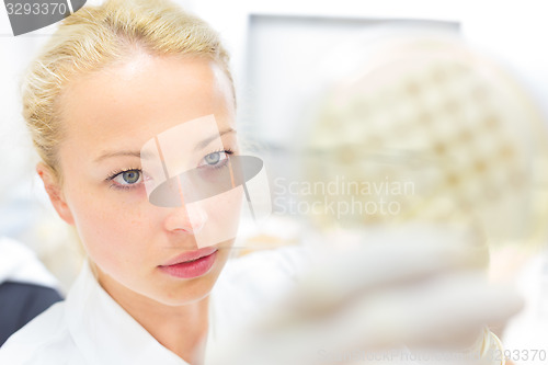 Image of Scientist observing petri dish.