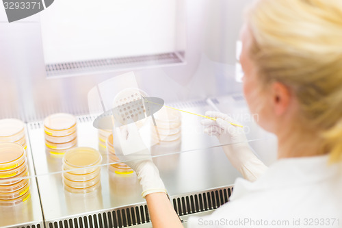 Image of Scientist observing petri dish.