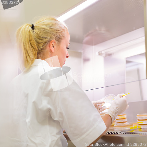 Image of Life science researcher grafting bacteria.