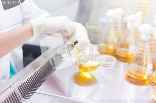 Image of Life science researcher grafting bacteria.