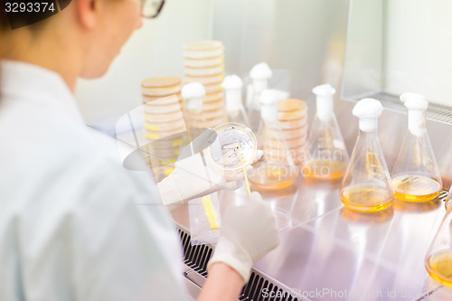 Image of Life science researcher grafting bacteria.