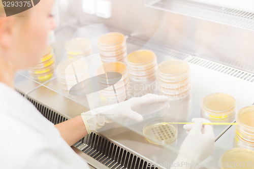 Image of Life science researcher grafting bacteria.