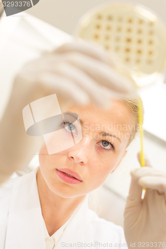 Image of Scientist observing petri dish.