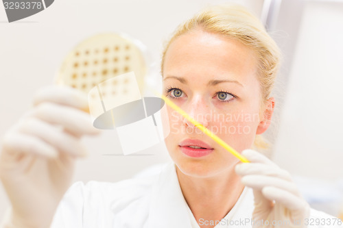 Image of Scientist observing petri dish.