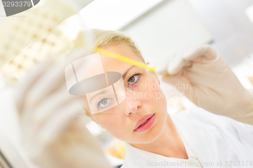 Image of Scientist observing petri dish.