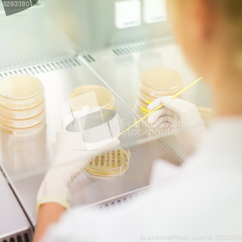 Image of Life science researcher grafting bacteria.