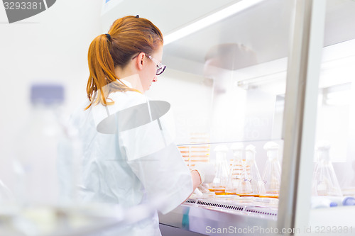 Image of Life science researcher grafting bacteria.