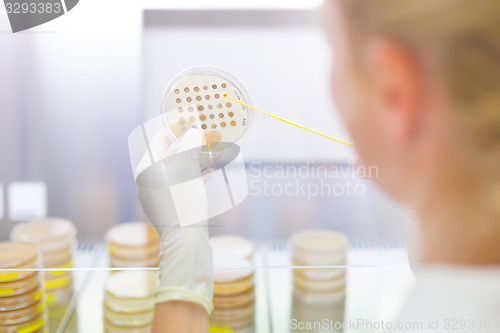 Image of Scientist observing petri dish.