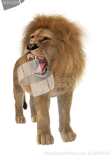 Image of Male Lion