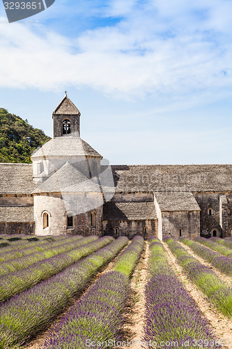 Image of Lavander field