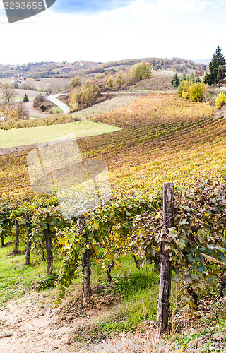 Image of Italian Vineyard