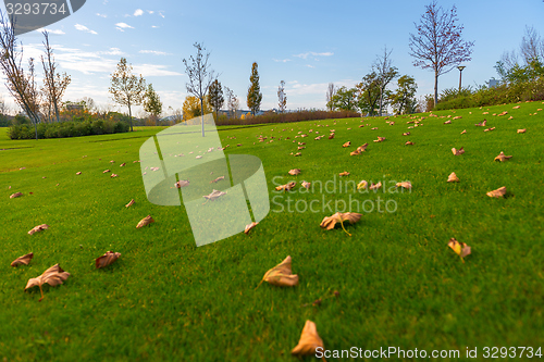 Image of Green lawn at the park