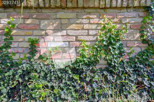 Image of Leaves of fresh green ivy closeup