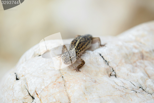 Image of Gecko lizard on rocks 