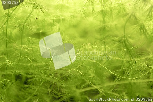 Image of Green plant closeup photo