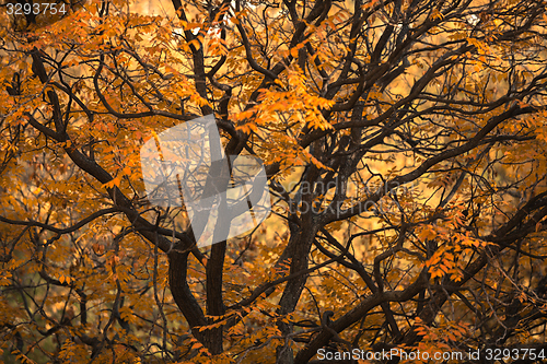 Image of Abstract hoto of some winter branches