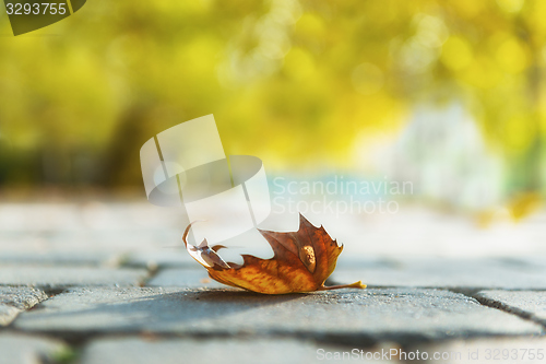 Image of Autumnal leaf on the ground