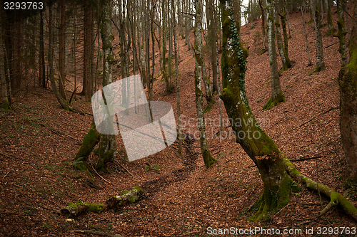 Image of Forest landscape