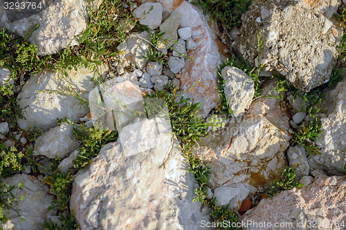 Image of Green moss on tree trunk