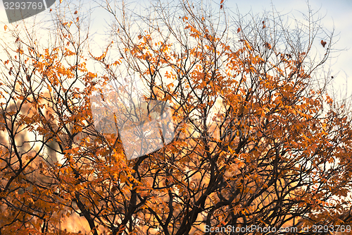 Image of Abstract hoto of some winter branches