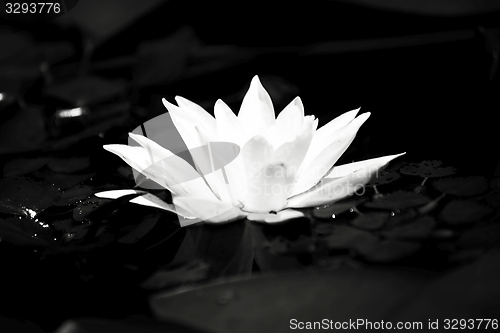 Image of Water lily in the lake