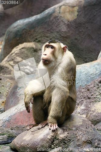 Image of pig-tailed macaque