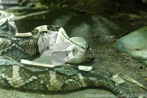 Image of west african gaboon viper