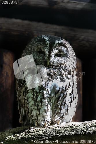 Image of tawny owl