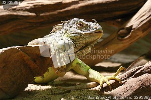 Image of green iguana