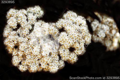 Image of flower with white blossom