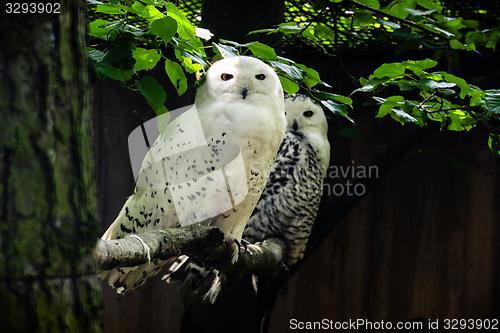 Image of snowy owl